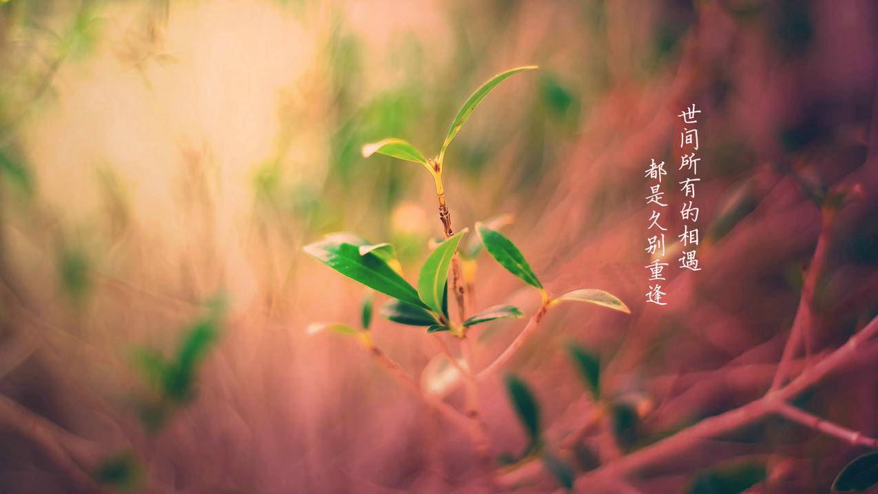 拼多多农场助力升级，打造高效农业新模式_拼多多助力
