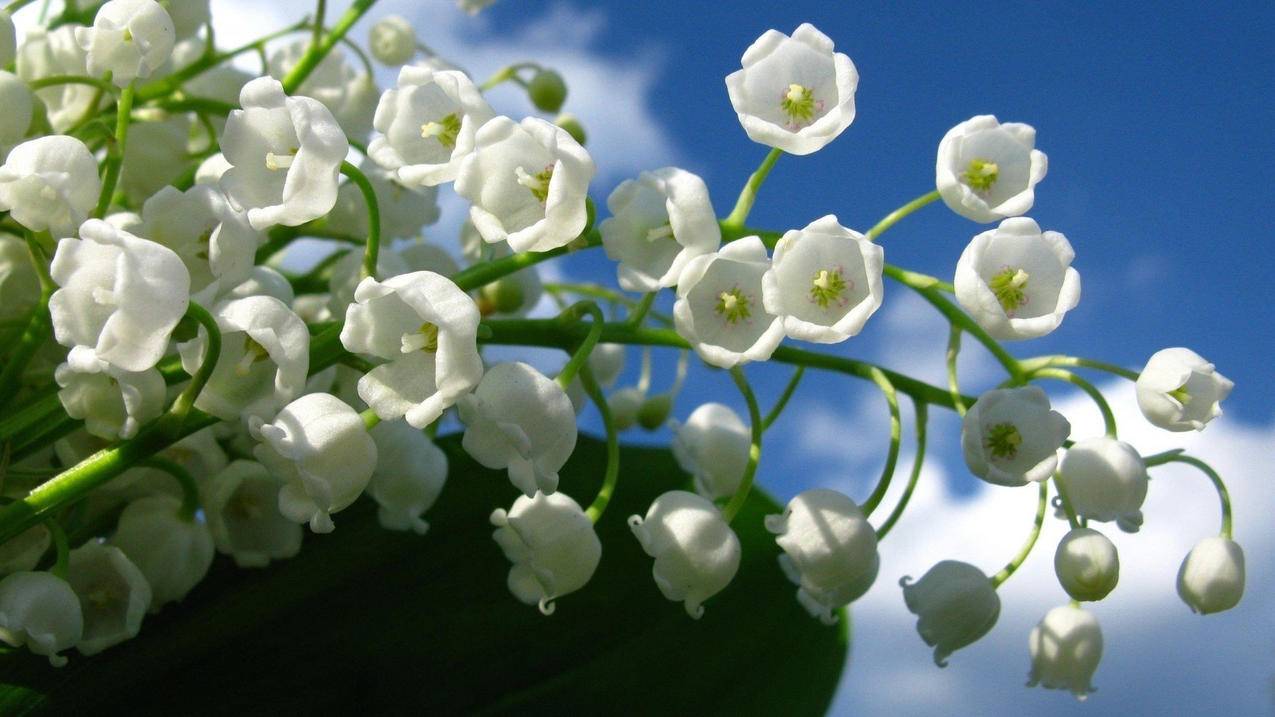 菲律宾苹果id手机号码换了怎么登陆(菲律宾号码怎么注册苹果id) - 各区苹果ID - 55dz账号网