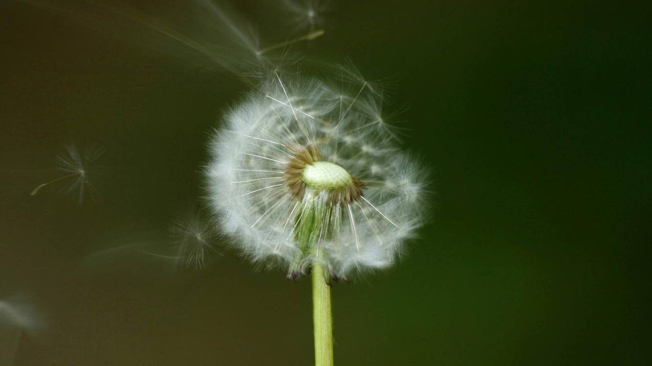 怎么获得越南的苹果id（苹果去越南） - 各区苹果ID - 55dz账号网
