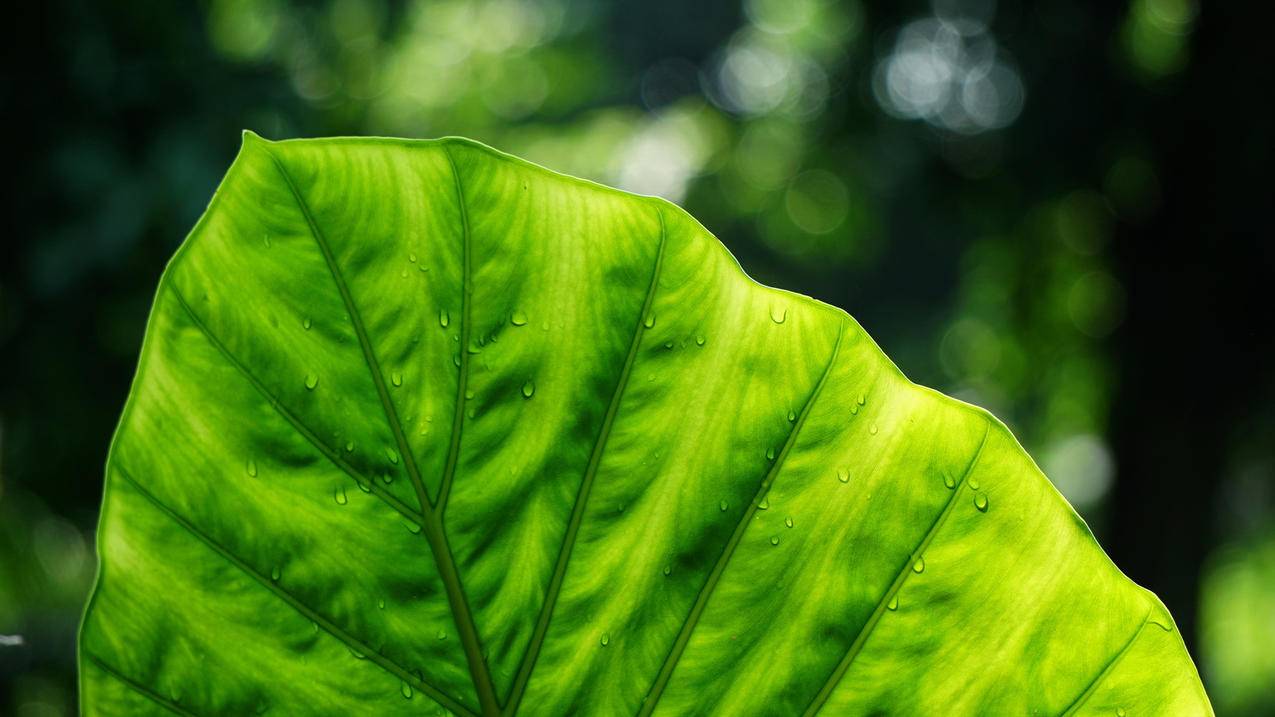拼多多红包助力难题解析_拼多多助力
