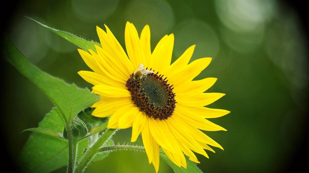 苹果手机id账号忘记
