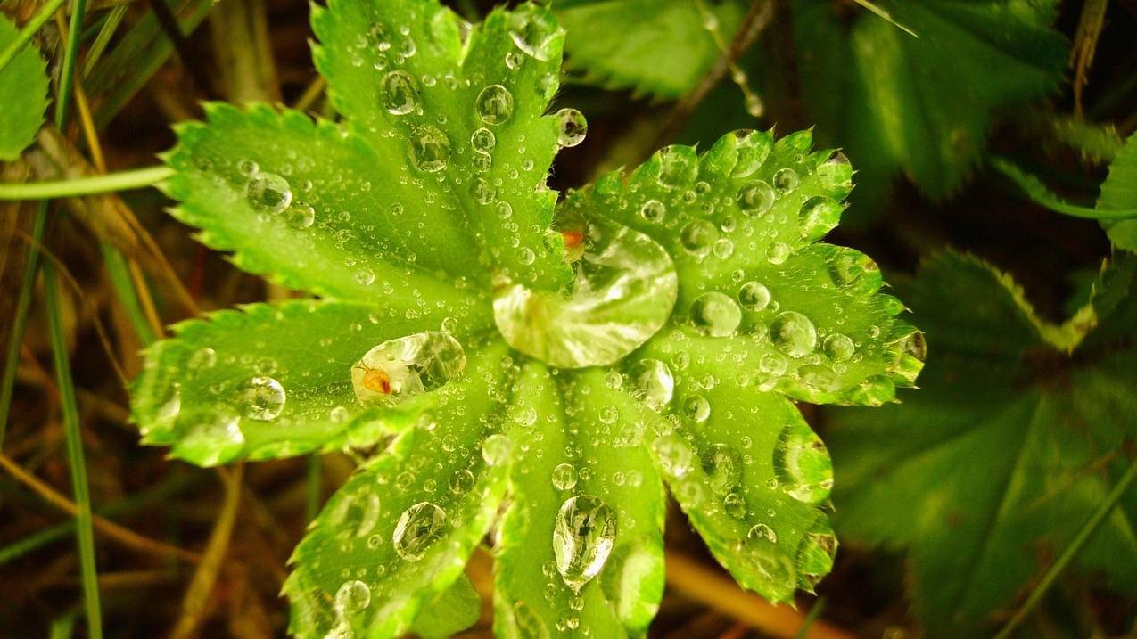 公用越南苹果id（苹果 越南） - 各区苹果ID - 55dz账号网