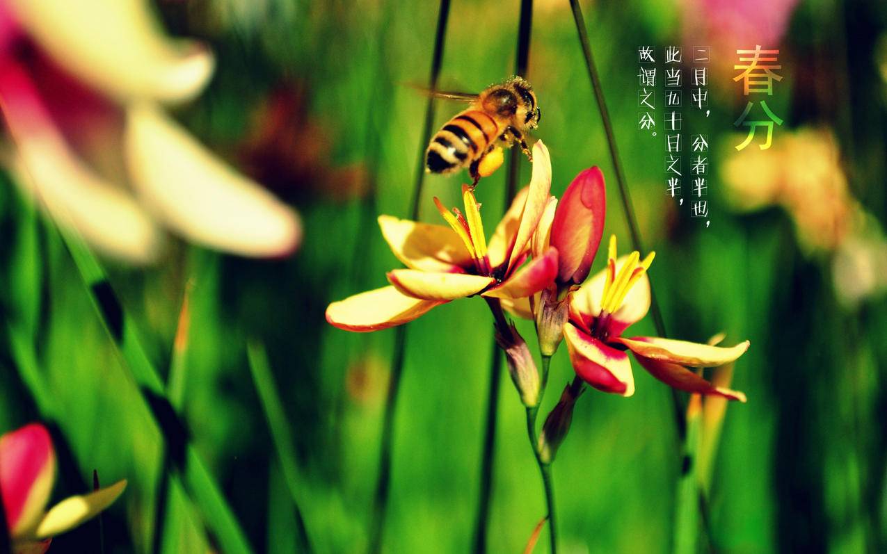 菲律宾苹果id账号大