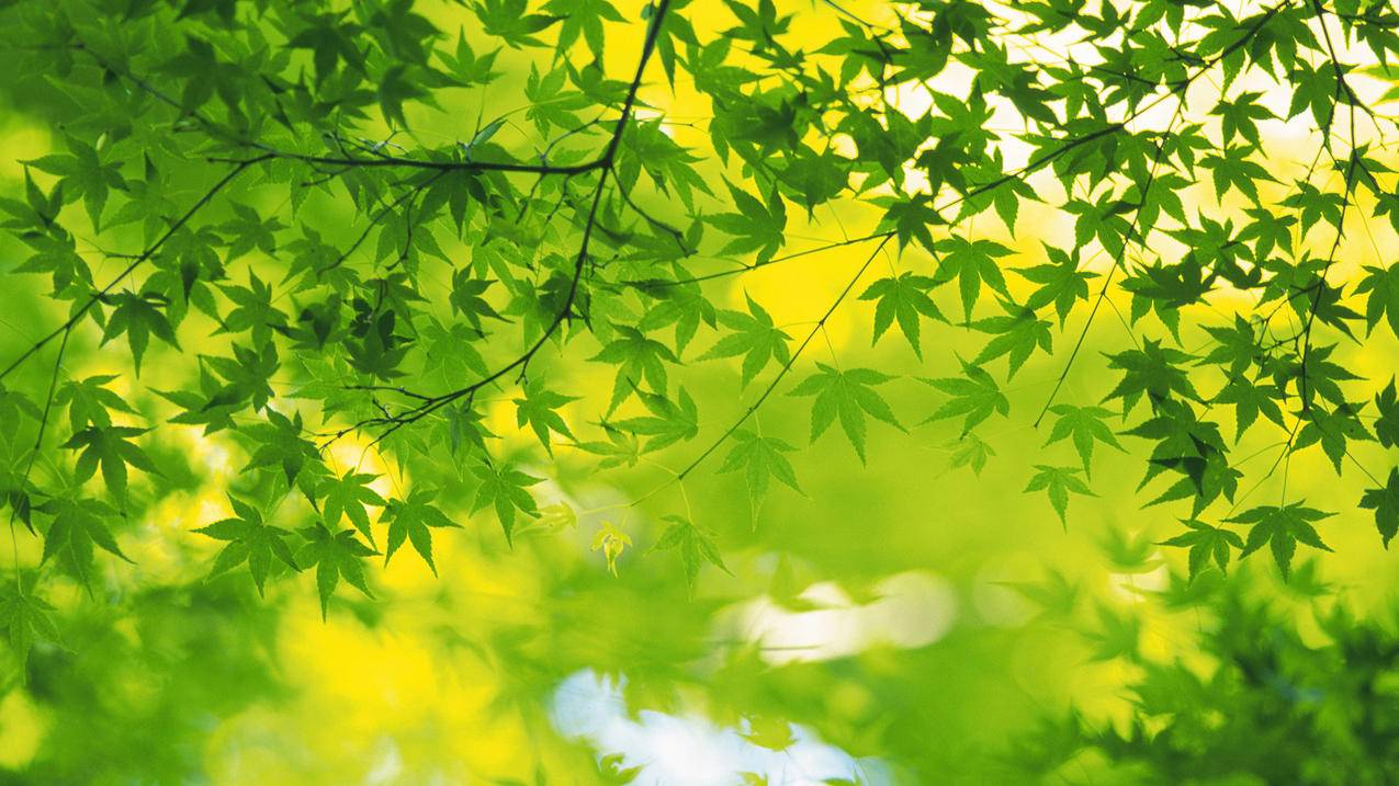 拼多多11点后助力的奇妙体验_拼多多助力