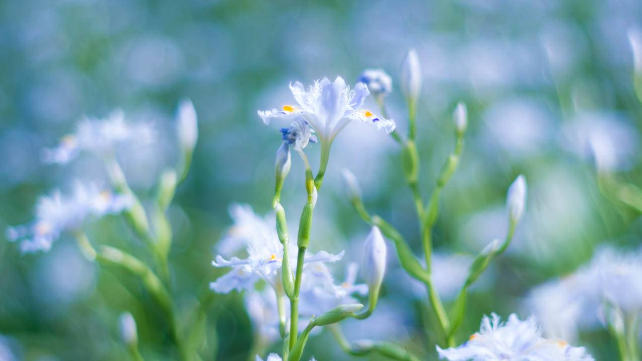 苹果梦幻旗舰！曝iP