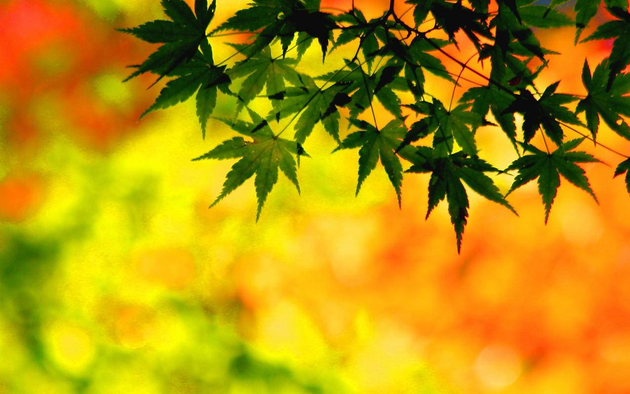 推特发送私信要验证手机号_推特私信要验证手机号码怎么办 - tw相关 - 55dz账号网