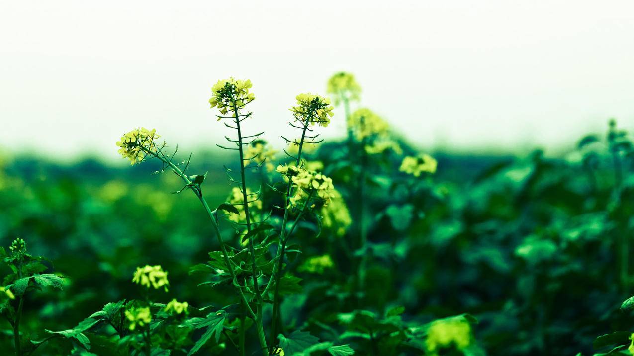 越南苹果id可以充值话费吗 - 各区苹果ID - 55dz账号网