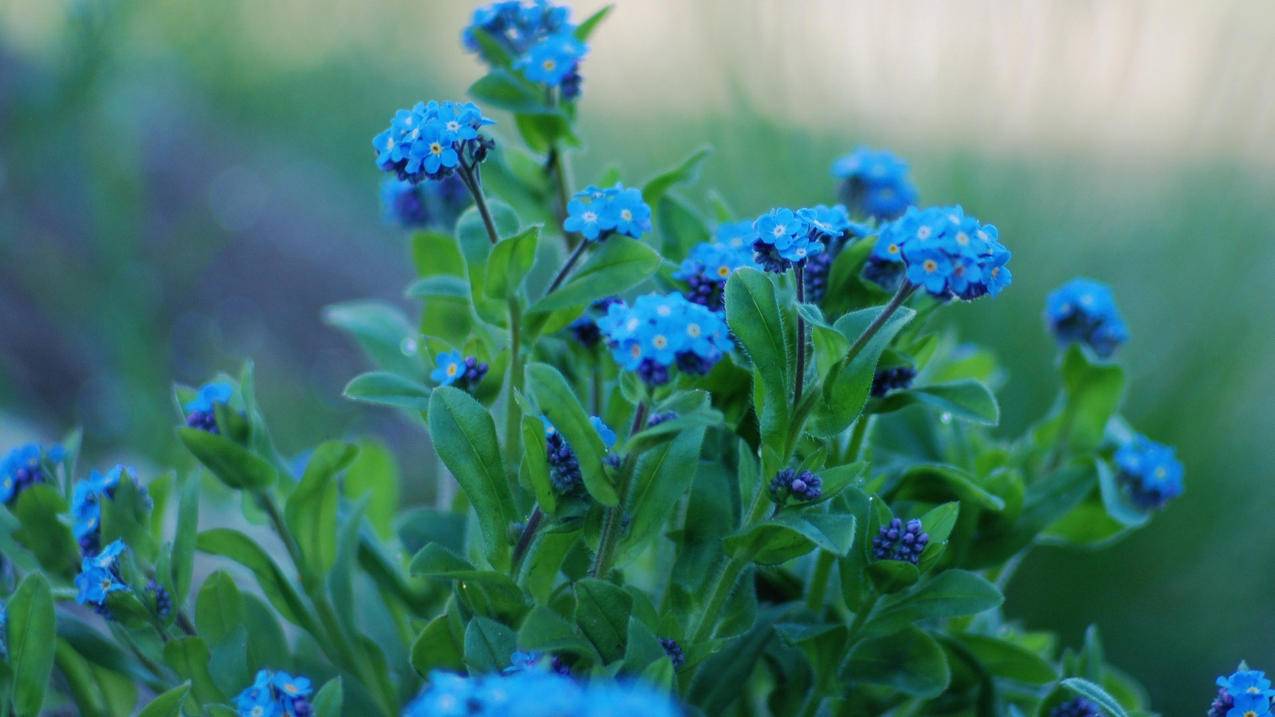 菲律宾苹果id家庭共享能看见什么（苹果菲律宾id共享账号） - 各区苹果ID - 55dz账号网