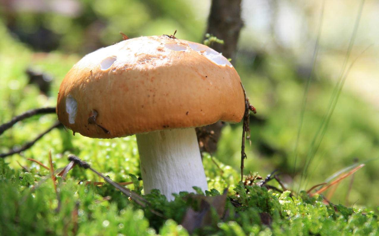 苹果id可以用手机号码注册吗 ， 苹果ID可以用手机号注册吗?  - 55dz账号网