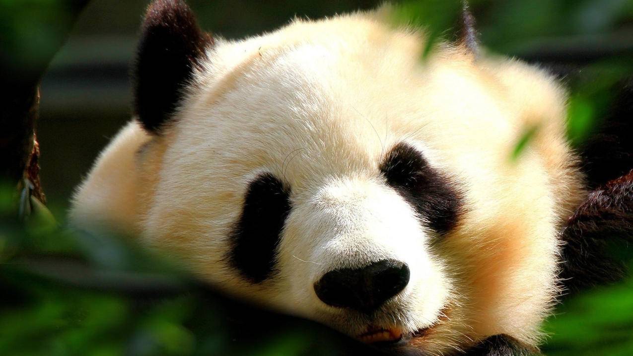 OQQ的TikTok生意经：出海十五年，这品牌凭啥长盛不衰？-苹果id平台