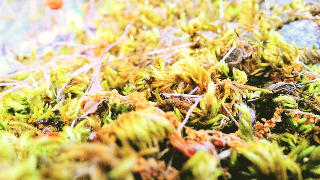 拼多多分享助力攻略，玩转社交电商新姿势_助力平台_拼多多助力|24小时砍价助力网|拼多多助力群