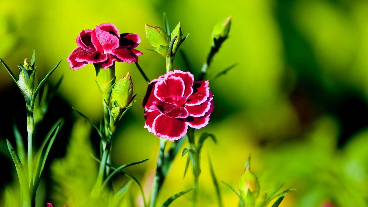 菲律宾苹果id手机号