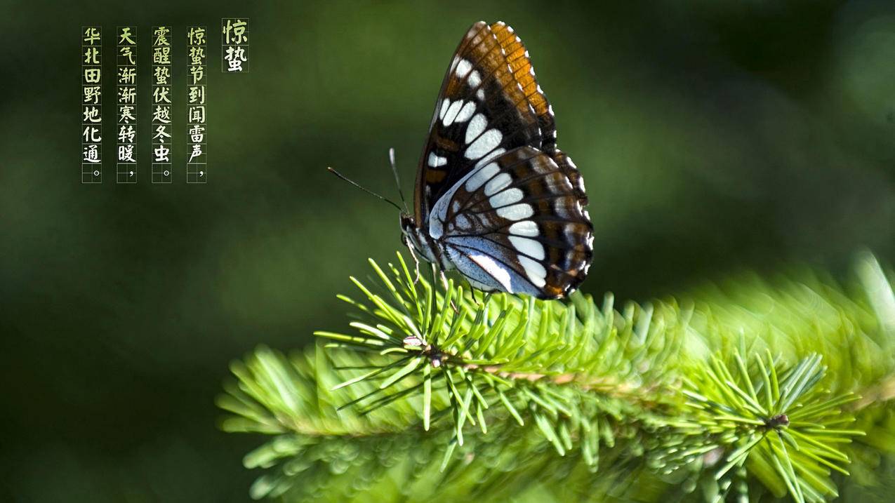 拼多多金砖助力，电商时代的共赢之路_助力群_拼多多助力|24小时砍价助力网|拼多多助力群