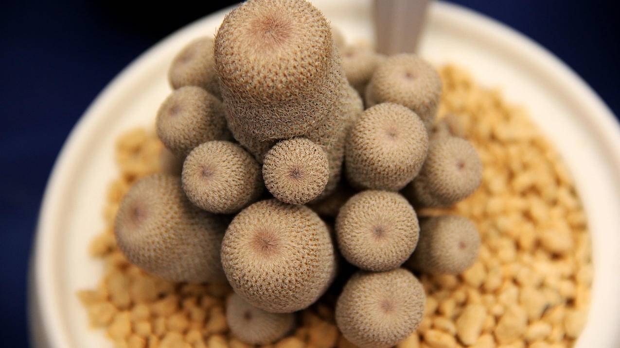快手点赞10个自助平台,快手双击量在线刷网站,快手涨活粉不会掉自助平台