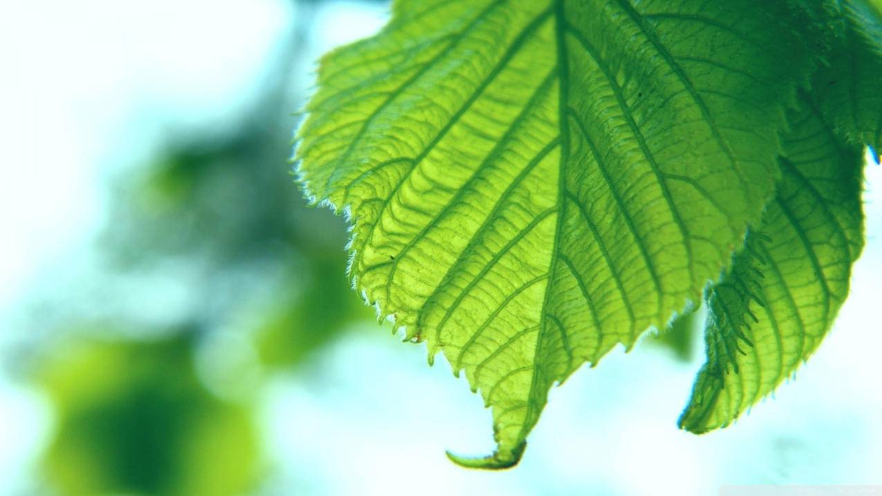 拼多多红包助力，开启你的吃量狂欢_拼多多助力