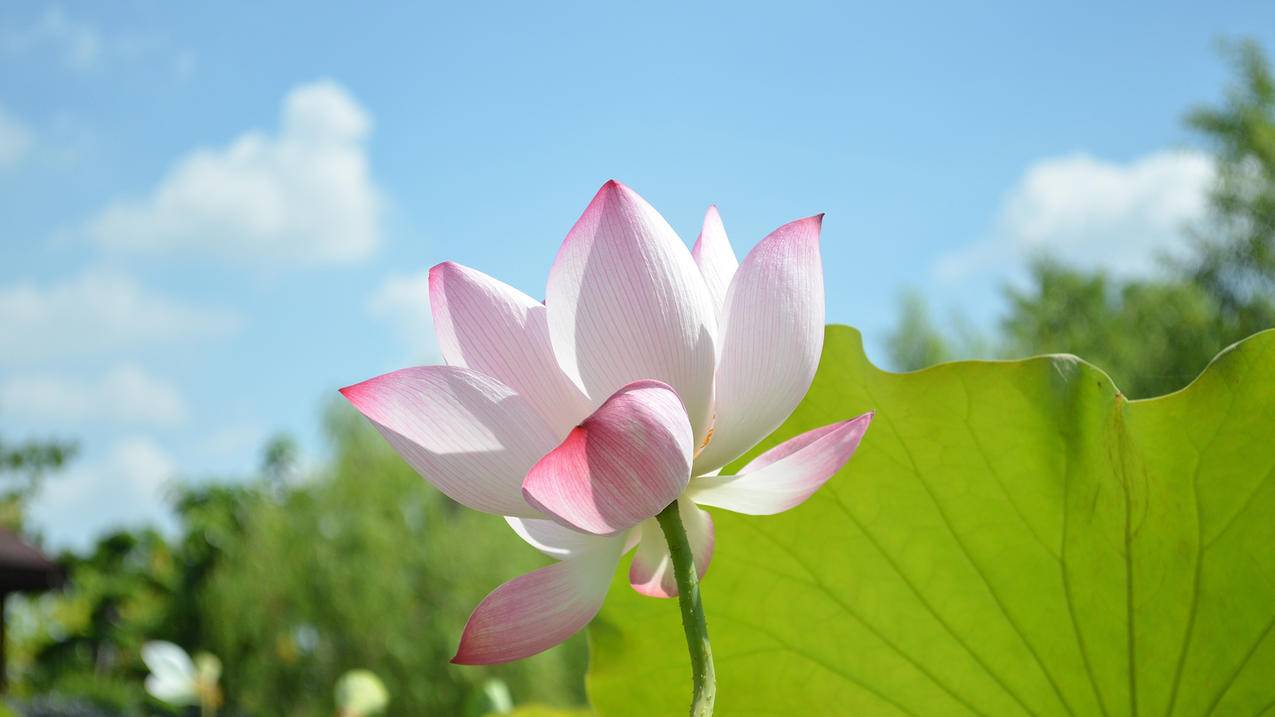 拼多多U助力，购物新体验的助推器_拼多多助力