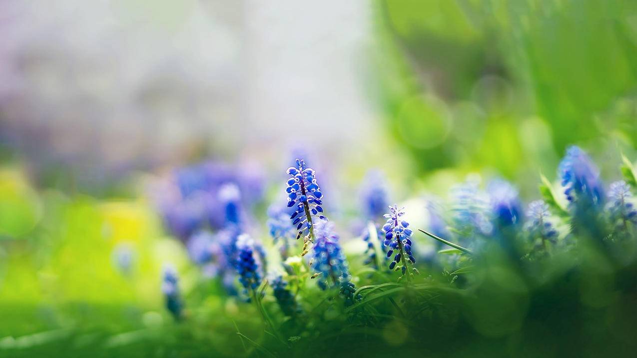 苹果手机不能用微信支付怎么办 ， 苹果8微信支付不可以用怎么办?  - 55dz账号网