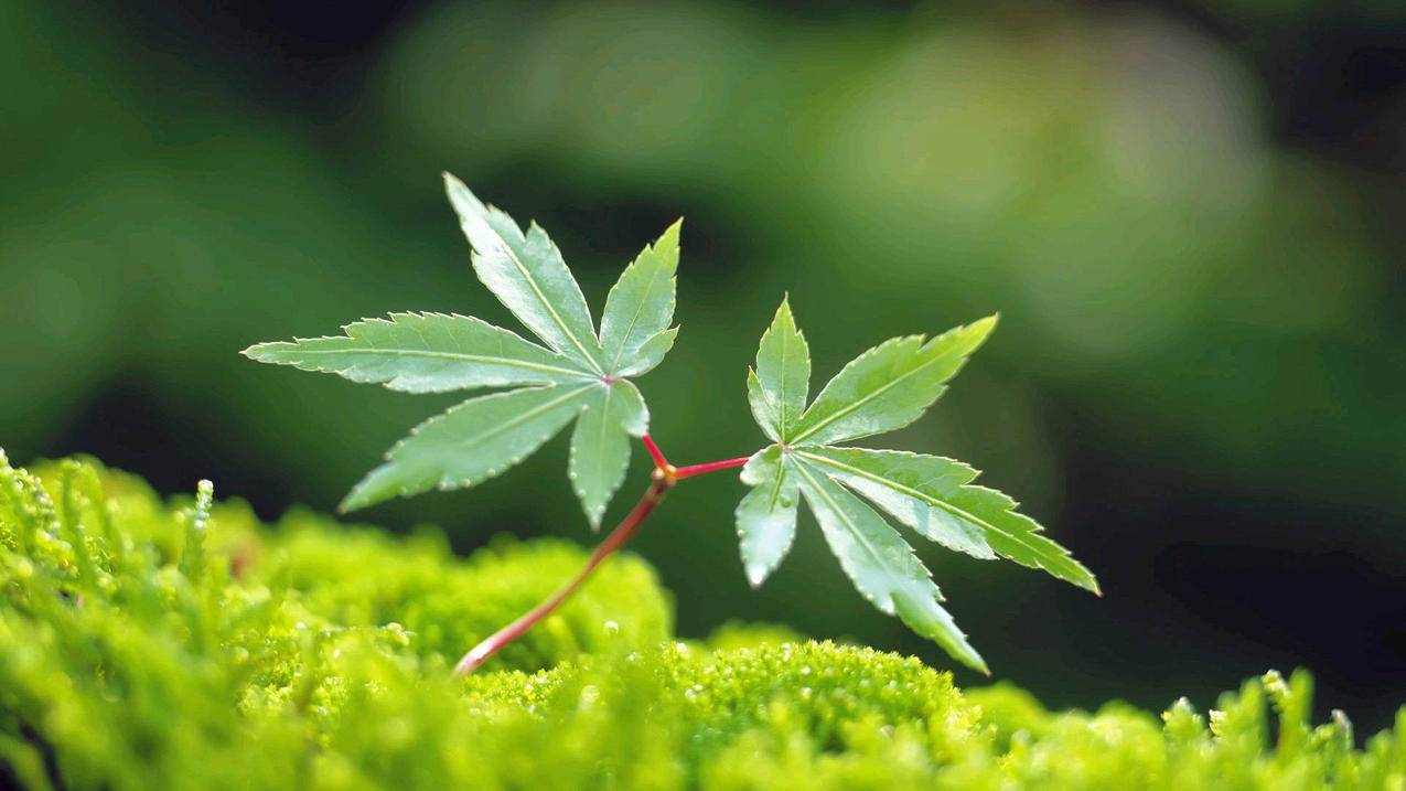 拼单多多砍价，免费助力群的力量_拼多多助力