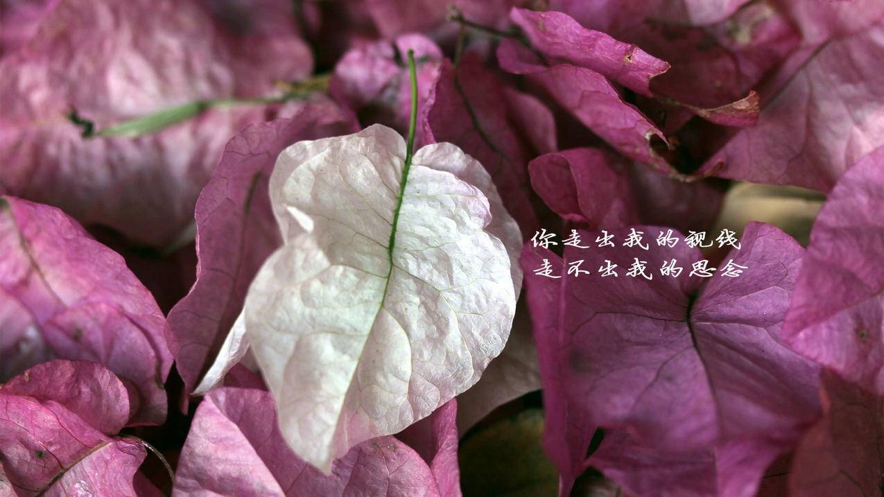 拼多多助力视频，开启电商与内容营销的新篇章_拼多多助力